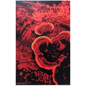 afbeelding6_92781597