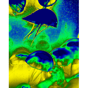 paelman_kwal2___klein_png